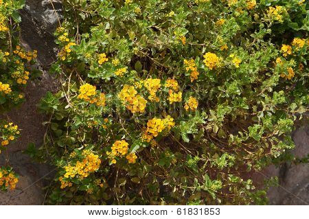 Yellow lantana camara blossom