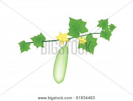 Fresh Green Cucumber Plant On White Background