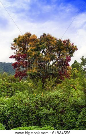 Multicolored Tree Of Samosir Island.