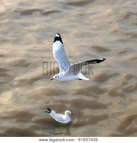Flying Seagulls In Action