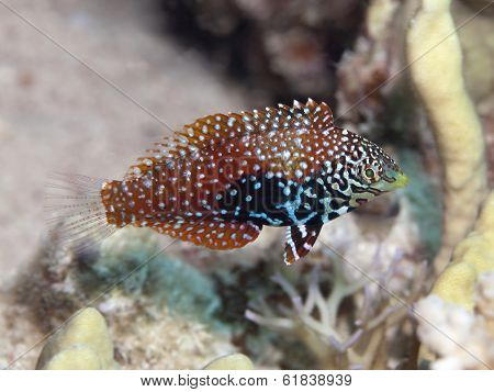 Vermiculate Wrasse