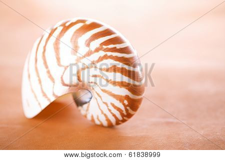 nautilus pompilius shell on leather, super shallow dof