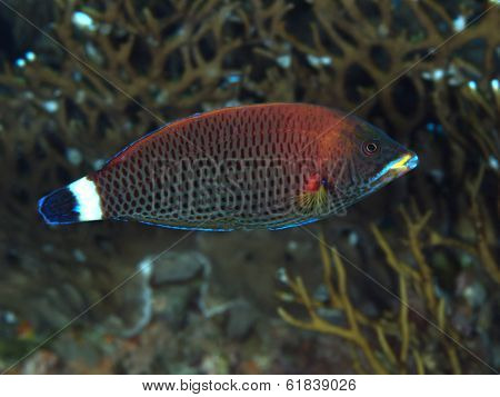 Chiseltooth Wrasse