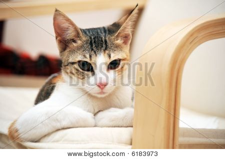 Arabian mau kat