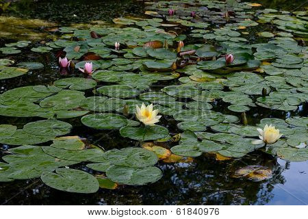 Pond With Lilies In Park 