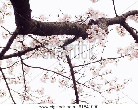 Yoshino cherry tree branches in full bloom in the sky background