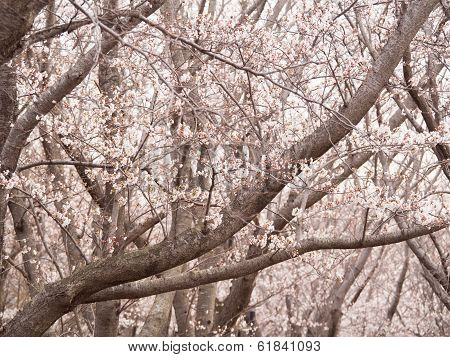 Yoshino cherry blossom trees