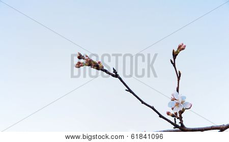 Branch of Yoshino cherry blossom tree