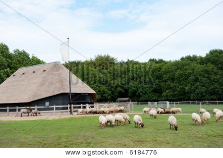 Holenderski owiec razy