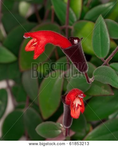 Lipstick Plant