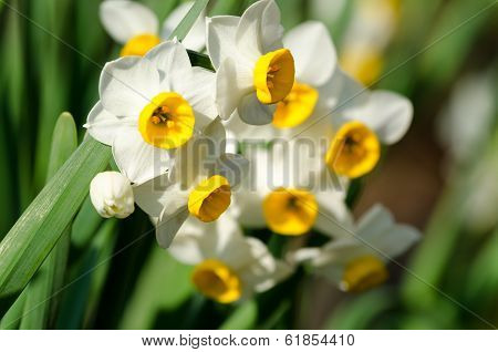 White Narcissus.