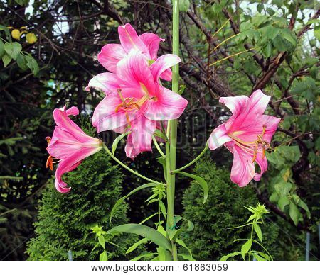 Many Flowers Of Pink Lilies