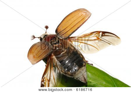 Květen bug (chroustům Vulgaris)