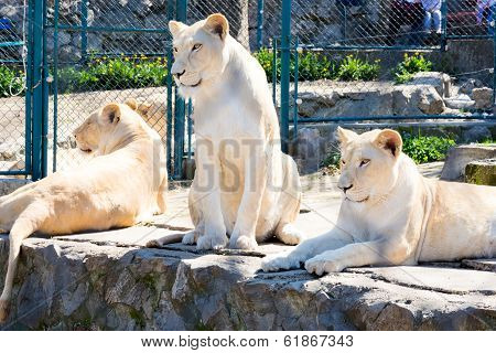 Locked Lions