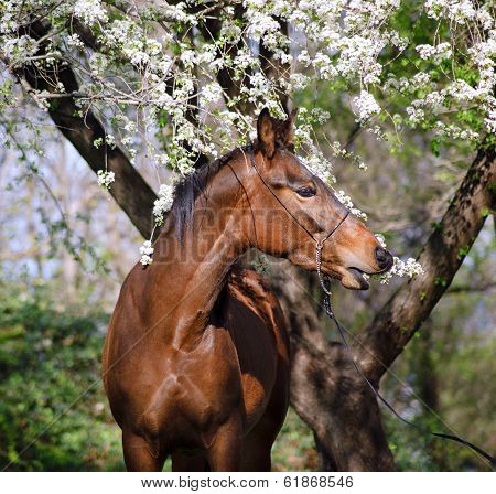 Portrait of a horse under the tree