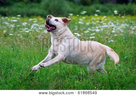 Dog Labrador ran across the field.