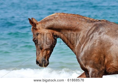 Portrait of horse on a background of ocean waves