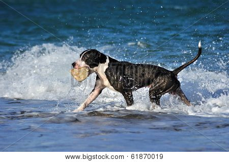 Black pitbull dog playing, running on sea wave on the beach