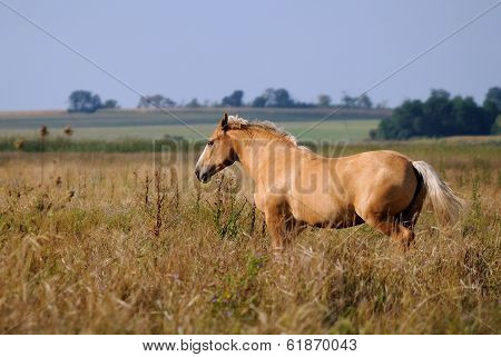 Chestnut horse running trot