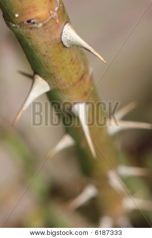 Thorn