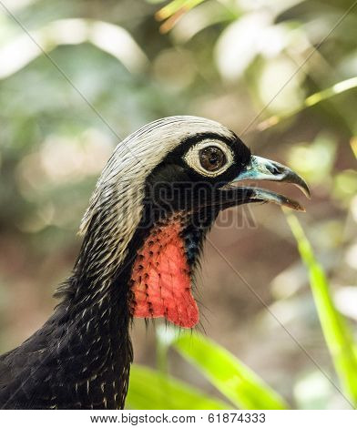 Piping Guan Bird