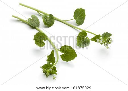  Wasabi flowers and leaves on white background
