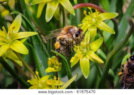 pollination with honey bee at yellow gage flowers