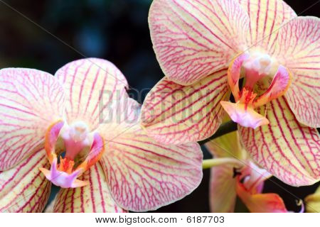 Orchidea kwiat (z kopii przestrzeni w lewym górnym rogu)