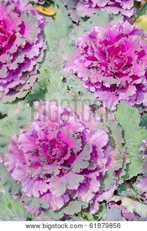 Decorative Cabbage