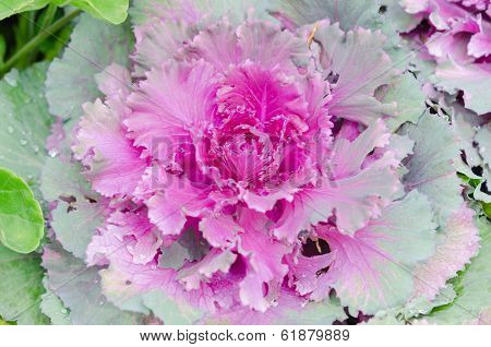 Decorative Cabbage