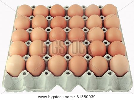 egg