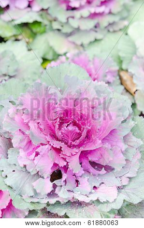 Decorative Cabbage