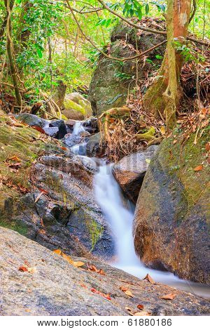 Upstream In The Forest
