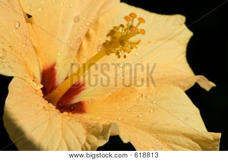 Fiore giallo
