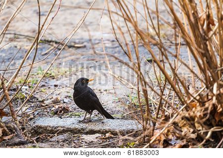 male blackbird looking for food