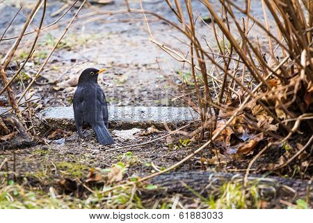 male blackbird  in spring