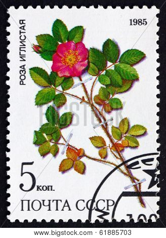Postage Stamp Russia 1985 Prickly Rose, Wild Rose