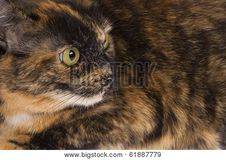 Cat Observer