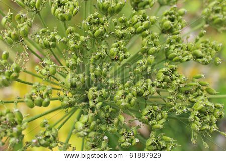 dangerous umbels of flowers of Heracleum