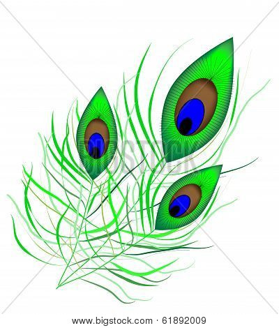 Peacock quill