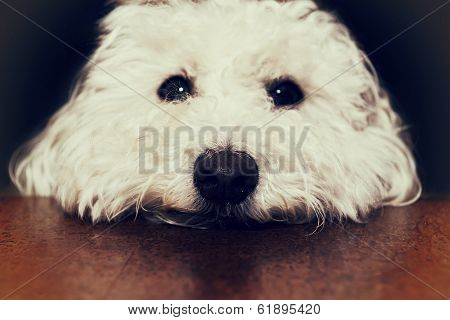 Bichon Close Up - Retro