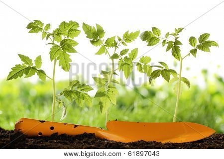 Gardening tool and tomato plant