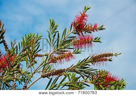 Callistemon Blooming Against The Sky
