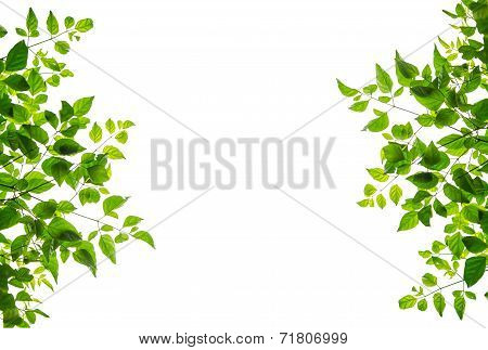 Green Leaf Isolate