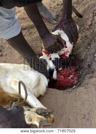 Slaughtering A Goat In A Ritual Sacrifice.
