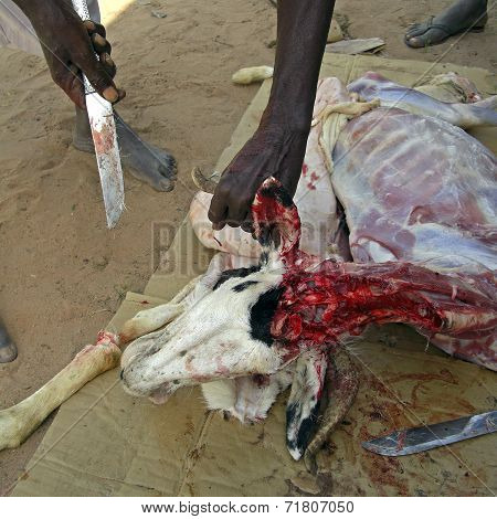 Slaughtering A Goat In A Ritual Sacrifice.