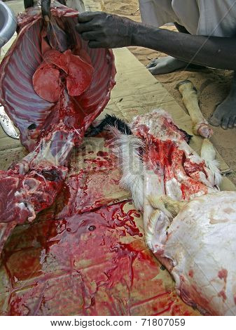 Slaughtering A Goat In A Ritual Sacrifice.