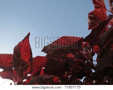 red