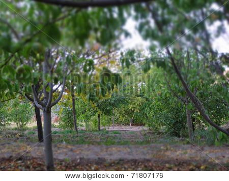 Dream Garden