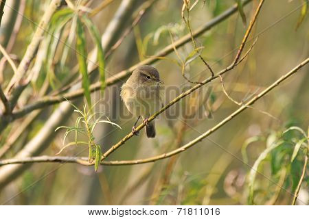 Chiffchaff
